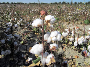 Cotton Plant