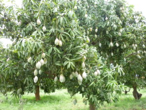 Mango Tree