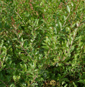 Mehndi Plant