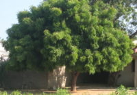 Neem tree