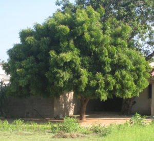 Neem tree