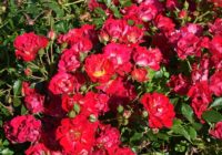 Red Rose Shrub Plant