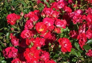 Red Rose Shrub Plant