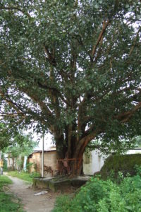 Peepal Tree